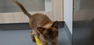 Кот выжил после того, как хозяин случайно постирал его в стиральной машине (2 фото + 1 видео)