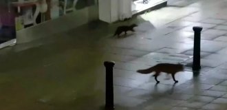 Выдра и лиса прогулялись по ночному городу (3 фото + 1 видео)
