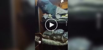 Морський лев зайняв ліжко в каюті рибалок