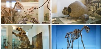 15 extinct giants that once roamed North America (17 photos)