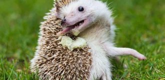 Почему сигареты, спирт и духи сводят ежей с ума? (5 фото)