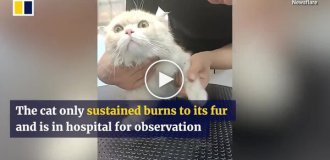 Кот чудом спасся из горящей квартиры
