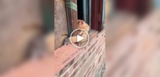 A cat is trying to get to a mouse