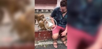 Обезьяны пристают к туристу