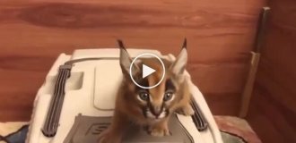 Котенок с лазерным мяуканьем