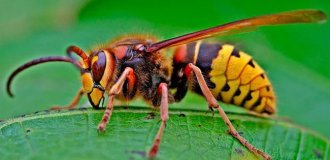 Шершни: чистое зло для людей, но без них пчёлы убьют сами себя (7 фото)