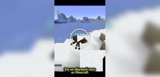 Мужчина перенес сознание мухи в паука из игры Minecraft