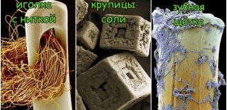 15 привычных предметов и объектов, снятых микроскопом (16 фото)