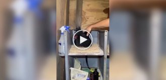 Неприятная находка под курицей