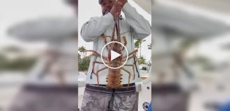 Похвастался уловом — получил удар: гигантский лобстер «отомстил» рыбаку