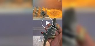 Ошейниковая игуана впервые увидела самку и устроила бурную реакцию