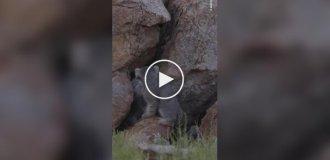A photographer captured a large family of Pallas's cats