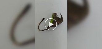Паук, притворяющийся сухим листом