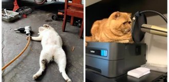 Трудовые будни хвостатых: 20 котеек, которые трудятся как люди и отлично справляются с работой (21 фото)