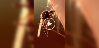 Необычный факт о комарах