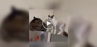 Коты, пережившие поход к грумеру