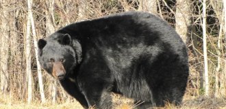 Барибал: американский медведь (7 фото)