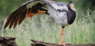 Magpie Goose: How Harem Families Helped Survive (6 photos)