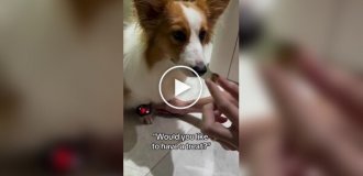 Реакция корги на любимое лакомство
