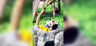 A panda has a good time with rubber ducklings