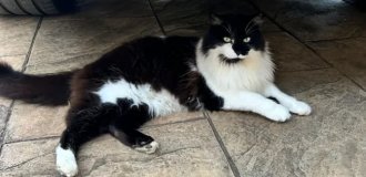 A Cat Returned Home in England Four Days After "Cremation" (2 photos)