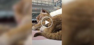 Котзилла: огромный кот в китайском аэропорту