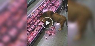 В Южной Африке лев проголодался и заглянул в супермаркет