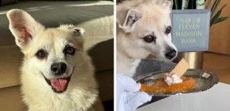 The owner prepared an exquisite 9-course dinner for her pet (18 photos)