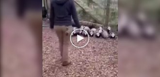 Мужчина напугал семью опоссумов