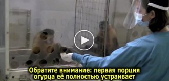 Обезьяна испытала чувство несправедливости