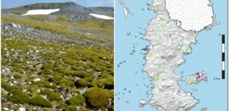 Antarctica is rapidly turning green (6 photos)