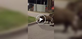 Робот гоняется за кабанами