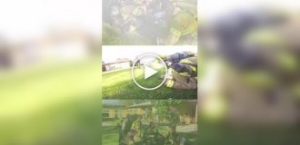 Пожарные спасли четырех кошек из горящей квартиры