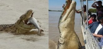 Гребнистый крокодил: так вырос, что ушёл в океан (10 фото)