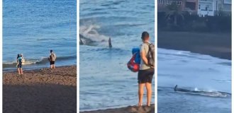 A shark scared vacationers by swimming close to the shore (7 photos + 1 video)