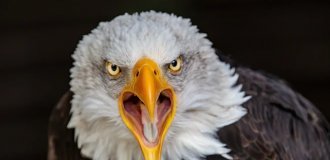 Bald Eagle: A Super Predator Whose Diet Includes 400 Species of Animals! (16 photos)