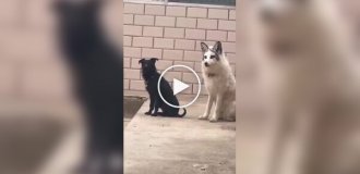 Domestic fox tries to join the dog pack, demonstrating "barking" skills