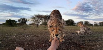 Добрий котик: чому гепарди ніколи не нападають на людину? (11 фото)