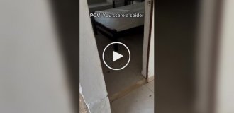 Порада арахнофобам