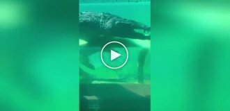 Underwater tunnel with crocodiles