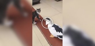 Кошка против утки: забавный поединок двух питомцев