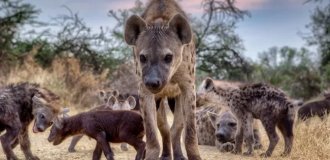 Males Are Last in the Hyena Hierarchy (10 photos)