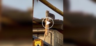 Two cats recreated the iconic scene of Mufasa and Scar from The Lion King