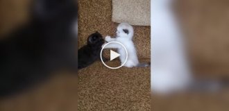 Битва света и тьмы