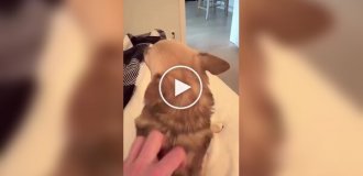 Необычный способ выпрашивания ласки