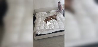 Cобака помогла хозяйке заправить постель