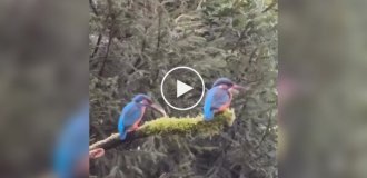 Попытка птицы найти подход к обиженной подруге
