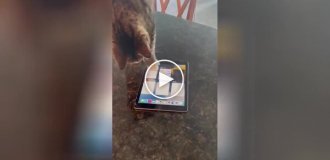 Intellectual cat learned to use a tablet for the sake of his favorite game