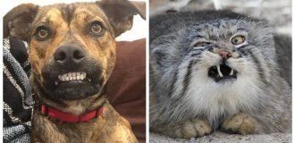 25 фото братьев наших меньших, у которых сегодня день явно не задался (26 фото)
