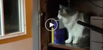 The cat doesn’t want to catch a mouse